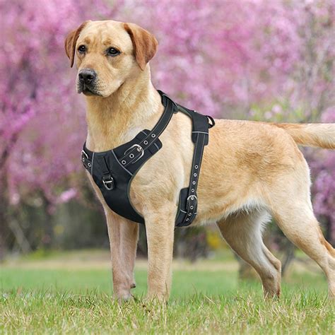 burberry vest for dogs